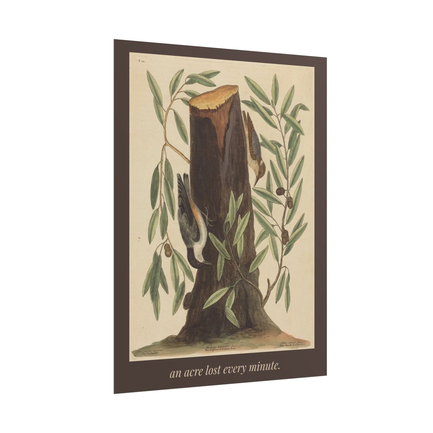 An Acre Lost Every Minute — Botanical Art Print