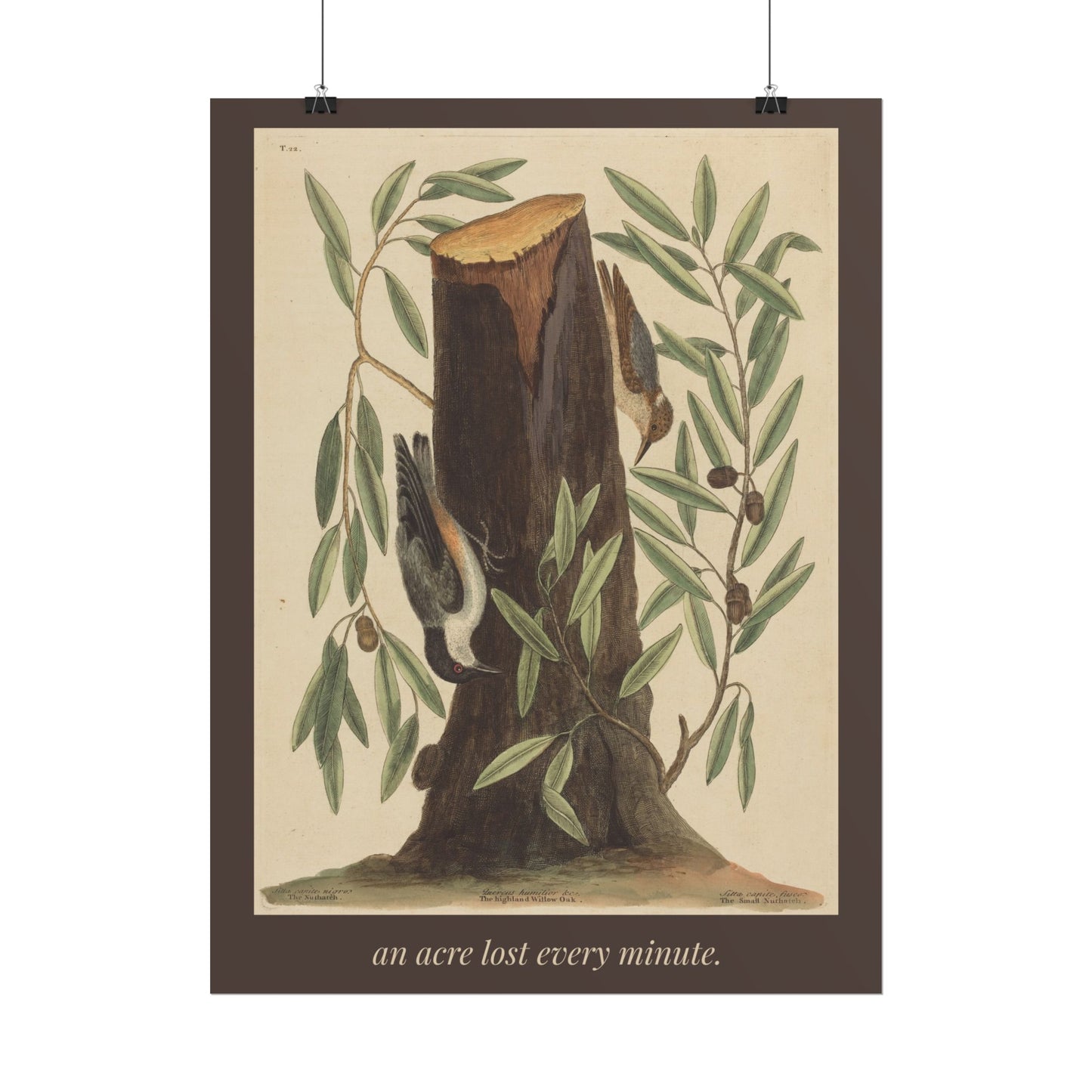 An Acre Lost Every Minute — Botanical Art Print