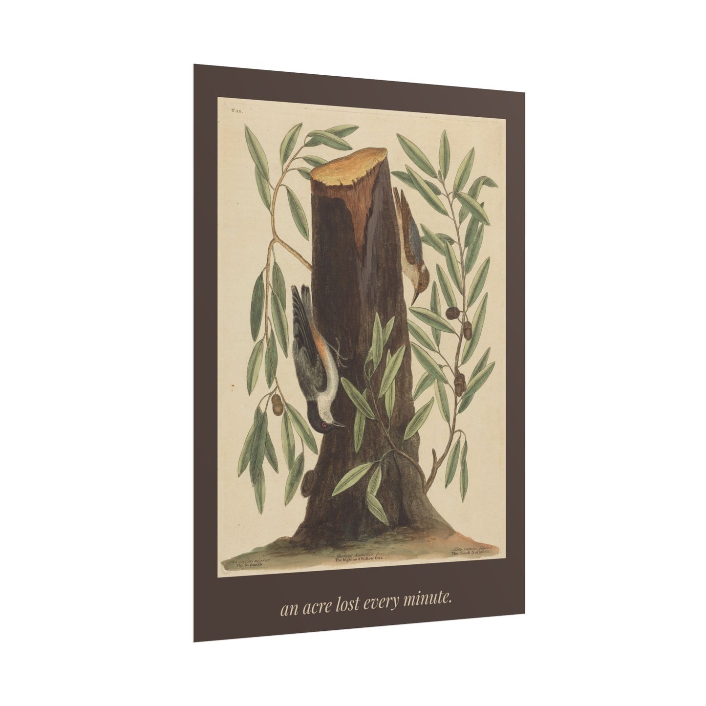 An Acre Lost Every Minute — Botanical Art Print