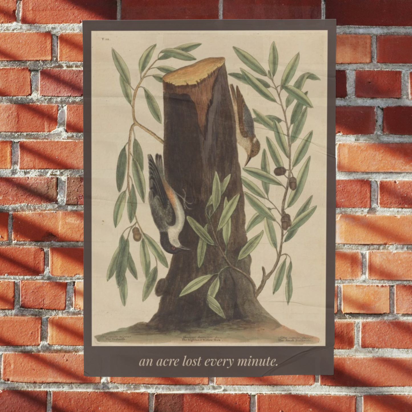 An Acre Lost Every Minute — Botanical Art Print